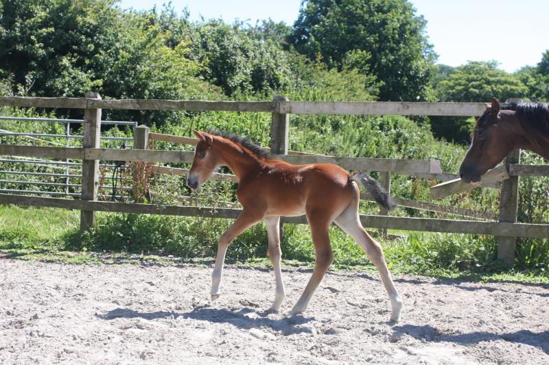 Future serious competition pony colt