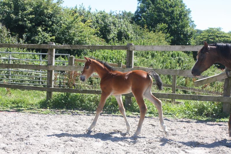 Future serious competition pony colt