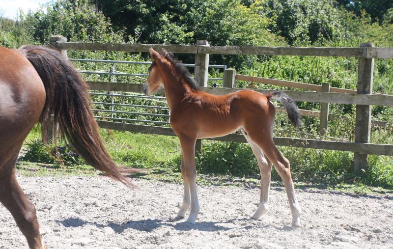 Future serious competition pony colt
