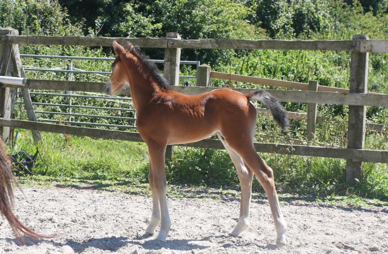 Future serious competition pony colt