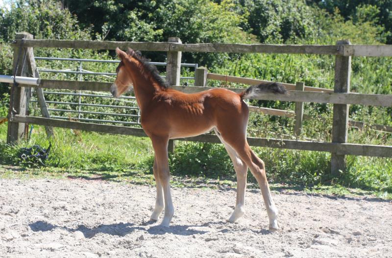 Future serious competition pony colt