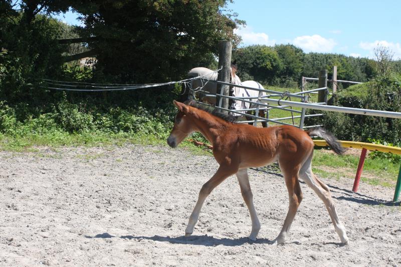 Future serious competition pony colt