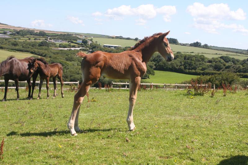 Filly by Helios B (Eldorado Van De Zeshoek x Verdi) x Vaillant (For Pleasure) x Riverman