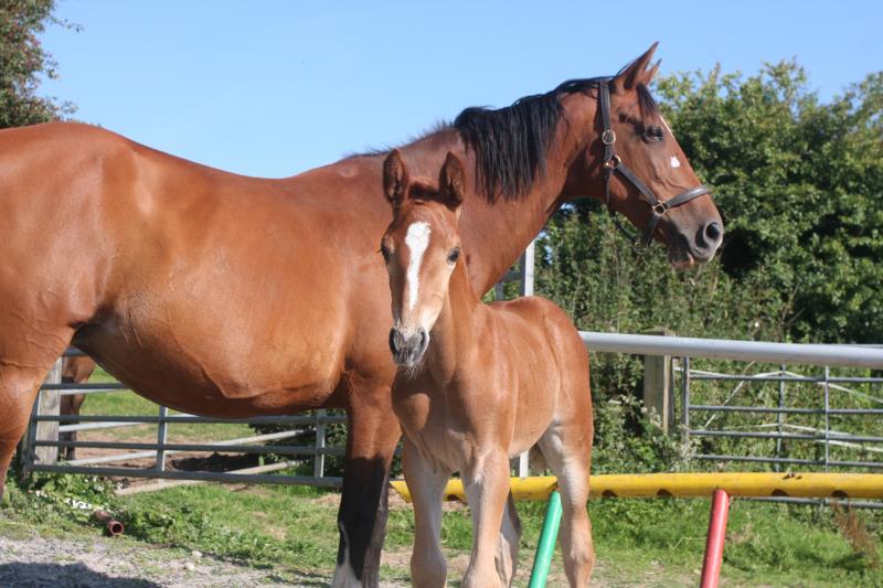 Filly by Helios B (Eldorado Van De Zeshoek x Verdi) x Vaillant (For Pleasure) x Riverman