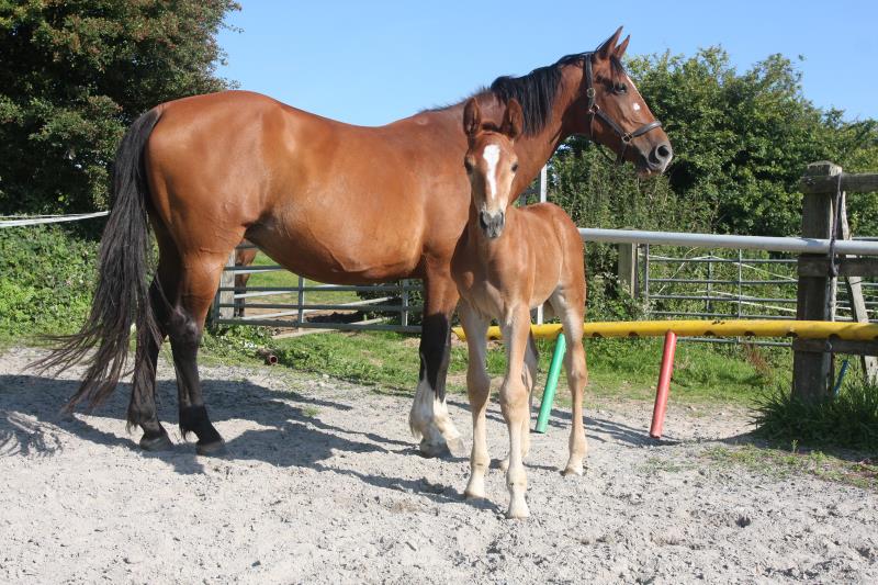 Filly by Helios B (Eldorado Van De Zeshoek x Verdi) x Vaillant (For Pleasure) x Riverman