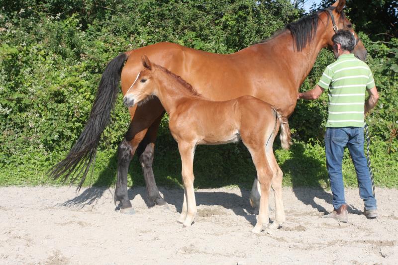 Filly by Helios B (Eldorado Van De Zeshoek x Verdi) x Vaillant (For Pleasure) x Riverman