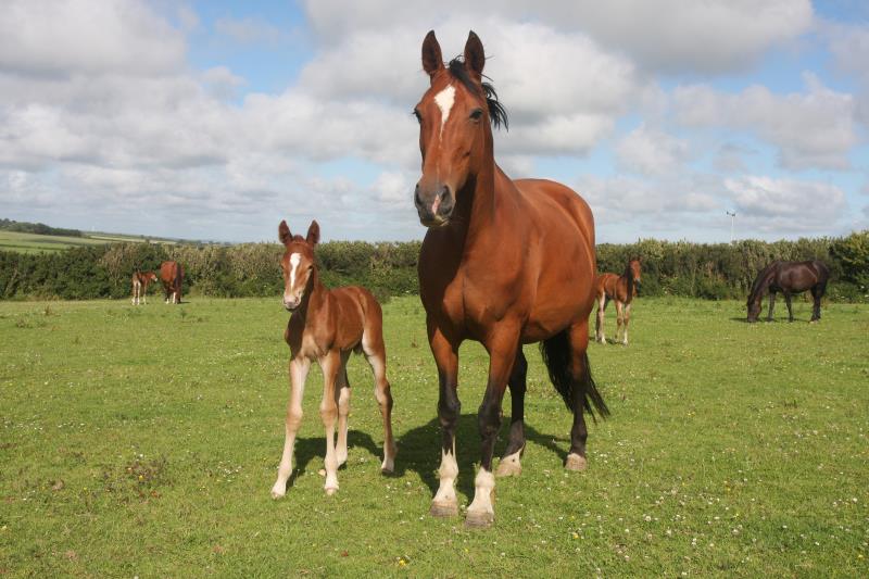 Filly by Helios B (Eldorado Van De Zeshoek x Verdi) x Vaillant (For Pleasure) x Riverman