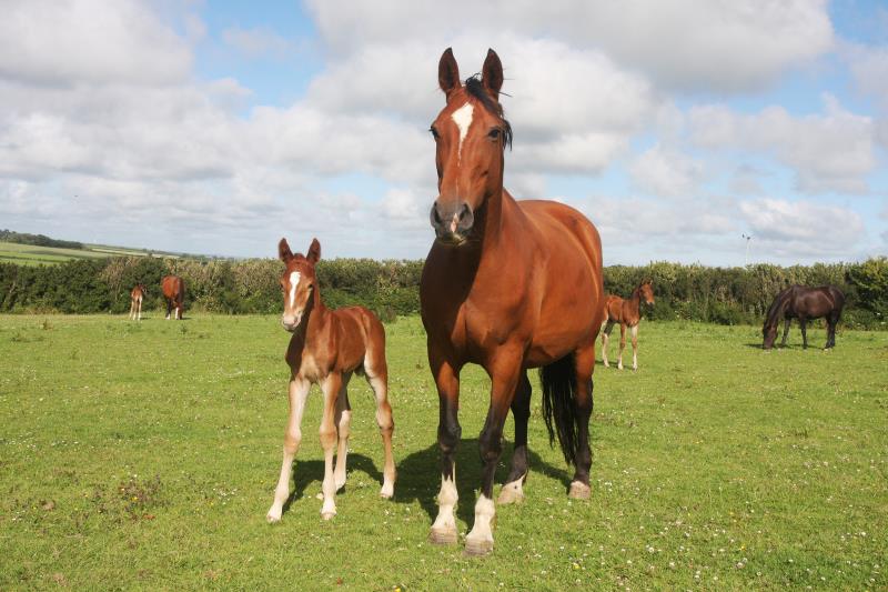 Filly by Helios B (Eldorado Van De Zeshoek x Verdi) x Vaillant (For Pleasure) x Riverman