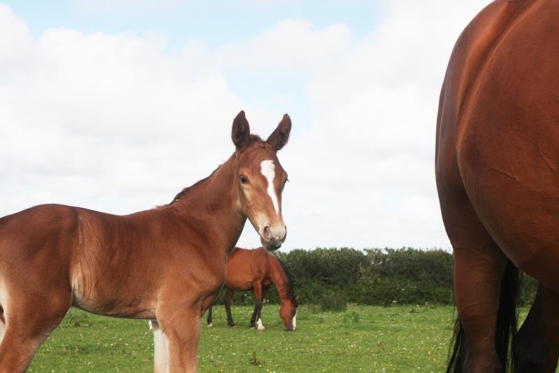Filly by Helios B (Eldorado Van De Zeshoek x Verdi) x Vaillant (For Pleasure) x Riverman
