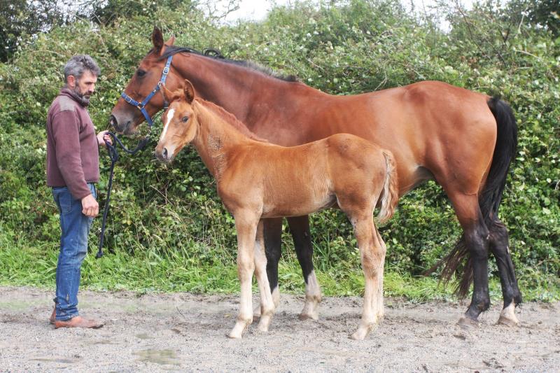 Filly by Helios B (Eldorado Van De Zeshoek x Verdi) x Vaillant (For Pleasure) x Riverman