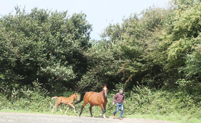 Filly by Helios B (Eldorado Van De Zeshoek x Verdi) x Vaillant (For Pleasure) x Riverman