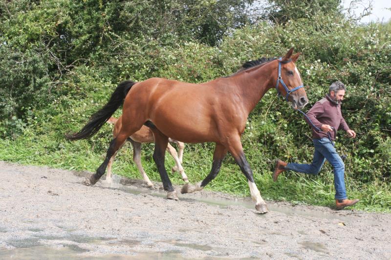 Filly by Helios B (Eldorado Van De Zeshoek x Verdi) x Vaillant (For Pleasure) x Riverman