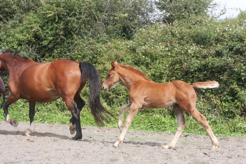 Filly by Helios B (Eldorado Van De Zeshoek x Verdi) x Vaillant (For Pleasure) x Riverman