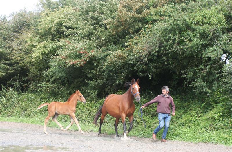 Filly by Helios B (Eldorado Van De Zeshoek x Verdi) x Vaillant (For Pleasure) x Riverman