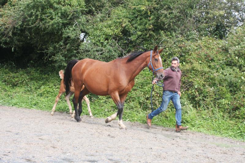 Filly by Helios B (Eldorado Van De Zeshoek x Verdi) x Vaillant (For Pleasure) x Riverman