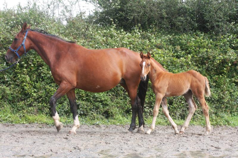 Filly by Helios B (Eldorado Van De Zeshoek x Verdi) x Vaillant (For Pleasure) x Riverman