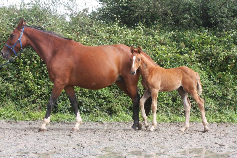 Filly by Helios B (Eldorado Van De Zeshoek x Verdi) x Vaillant (For Pleasure) x Riverman