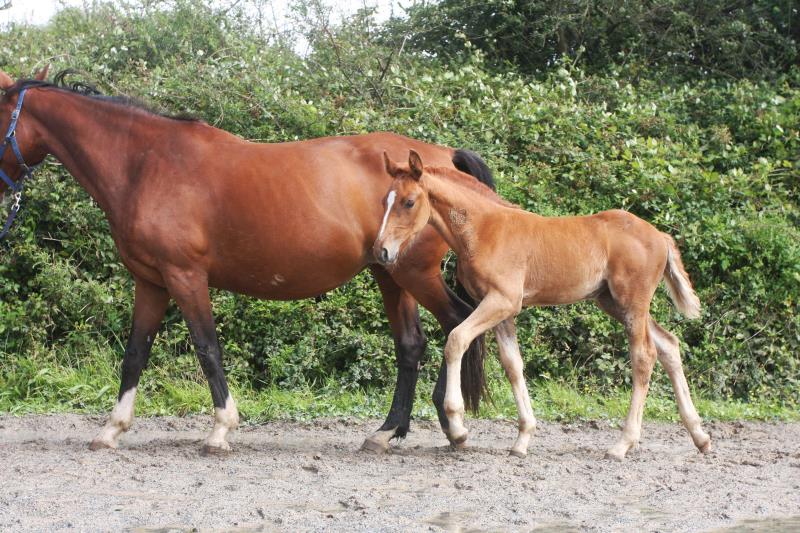 Filly by Helios B (Eldorado Van De Zeshoek x Verdi) x Vaillant (For Pleasure) x Riverman