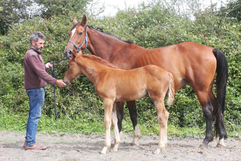 Filly by Helios B (Eldorado Van De Zeshoek x Verdi) x Vaillant (For Pleasure) x Riverman