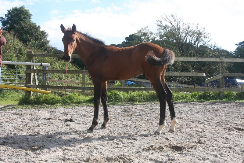2020 Stunning Colt by High Hopes Condor (Caretino x Capitol I) and out of a great jumping mare by Matterhorn x Zuidhorn x Wellington