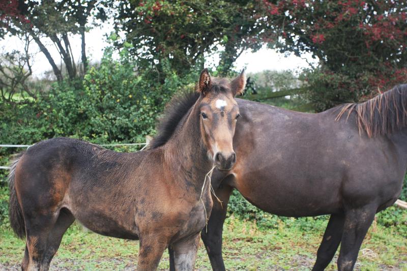 Filly by Kobaldy (Eldorado van de Zeshoek x Quasimodo) x Ustinov x Animo x Concorde