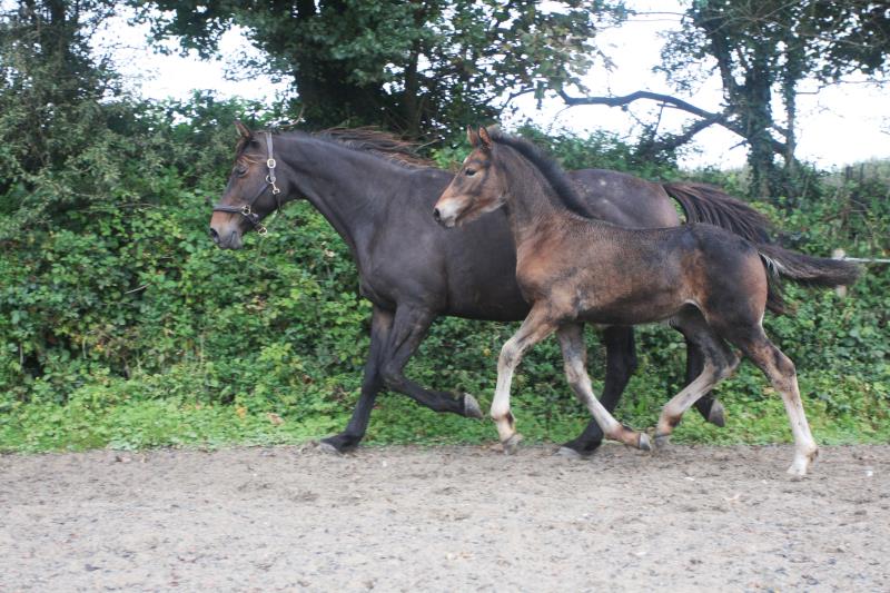 Filly by Kobaldy (Eldorado van de Zeshoek x Quasimodo) x Ustinov x Animo x Concorde