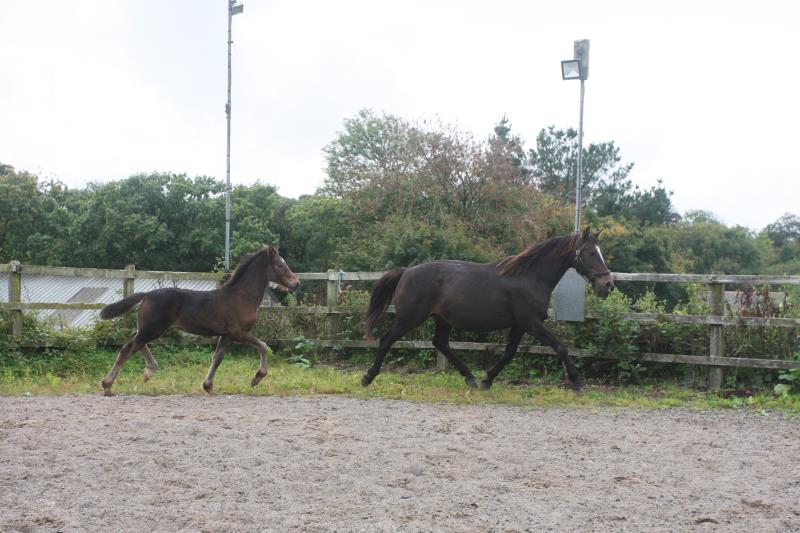 Filly by Kobaldy (Eldorado van de Zeshoek x Quasimodo) x Ustinov x Animo x Concorde