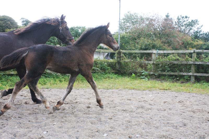 Filly by Kobaldy (Eldorado van de Zeshoek x Quasimodo) x Ustinov x Animo x Concorde