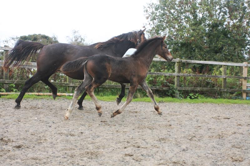 Filly by Kobaldy (Eldorado van de Zeshoek x Quasimodo) x Ustinov x Animo x Concorde