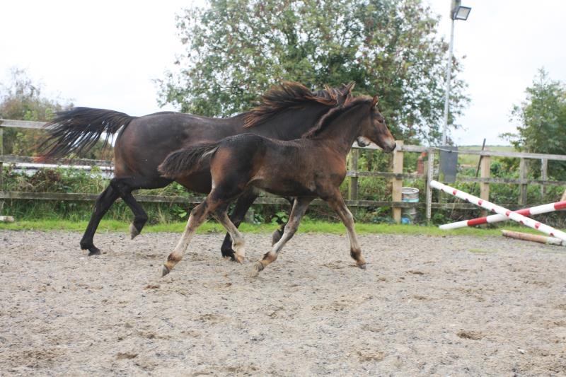 Filly by Kobaldy (Eldorado van de Zeshoek x Quasimodo) x Ustinov x Animo x Concorde