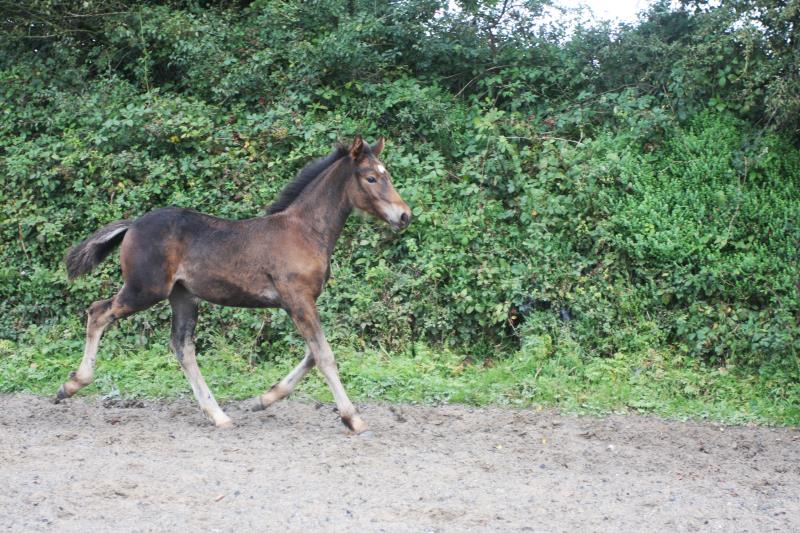 Filly by Kobaldy (Eldorado van de Zeshoek x Quasimodo) x Ustinov x Animo x Concorde