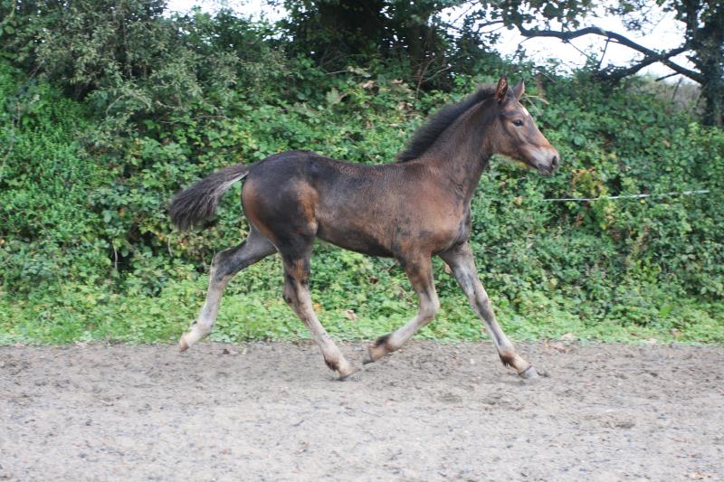 Filly by Kobaldy (Eldorado van de Zeshoek x Quasimodo) x Ustinov x Animo x Concorde