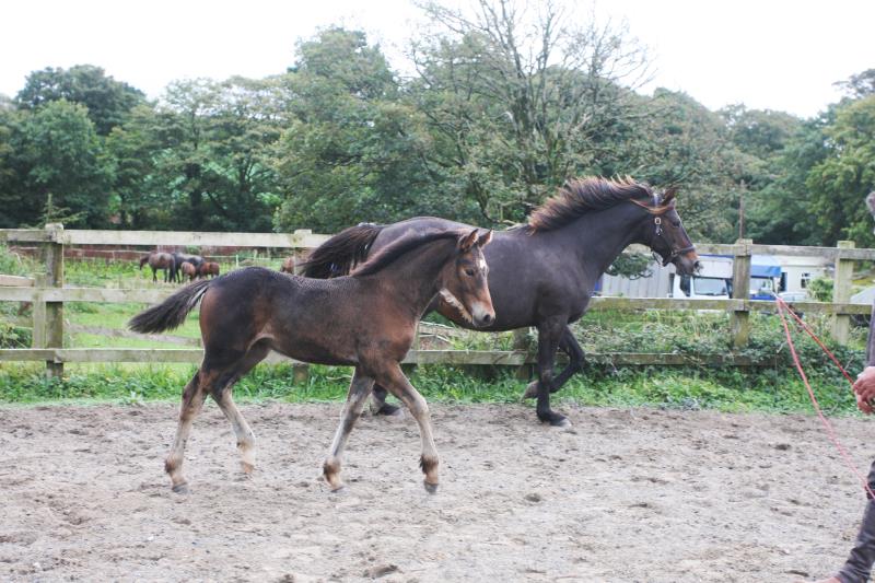 Filly by Kobaldy (Eldorado van de Zeshoek x Quasimodo) x Ustinov x Animo x Concorde