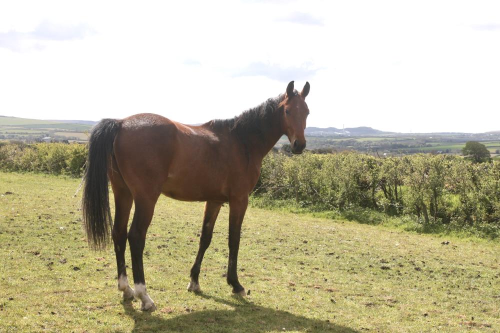 2yo mare by Kobaldy (Eldorado Van De Zeshoek x Quasimodo) x Vaillant (For Pleasure) x Riverman