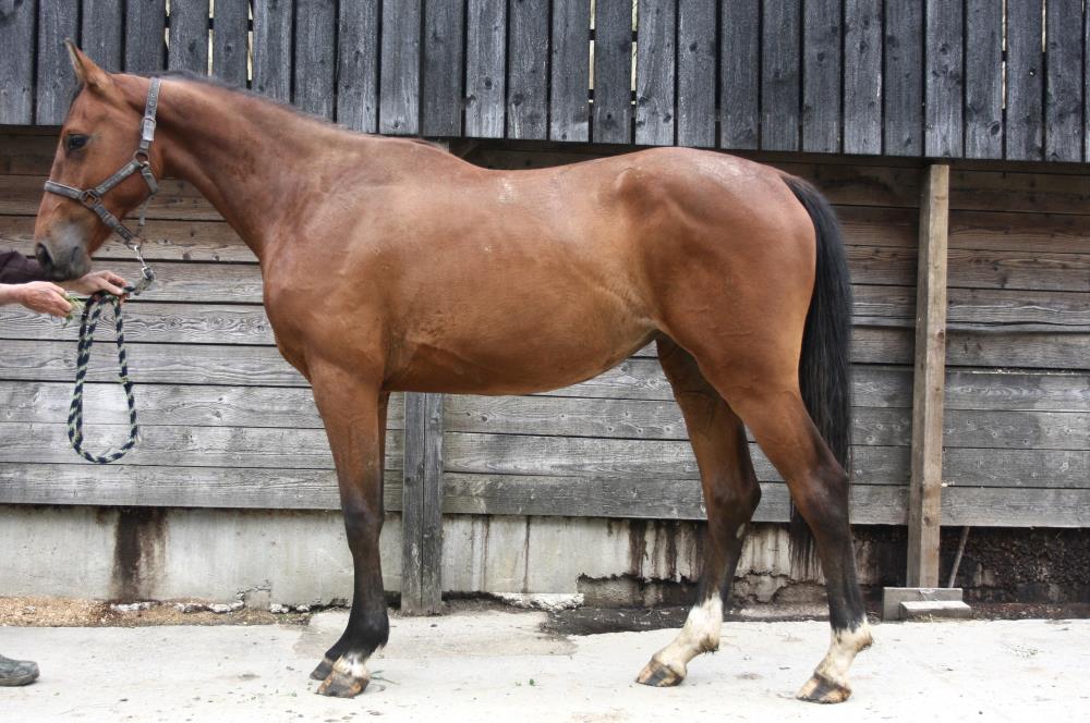 2yo mare by Kobaldy (Eldorado Van De Zeshoek x Quasimodo) x Vaillant (For Pleasure) x Riverman