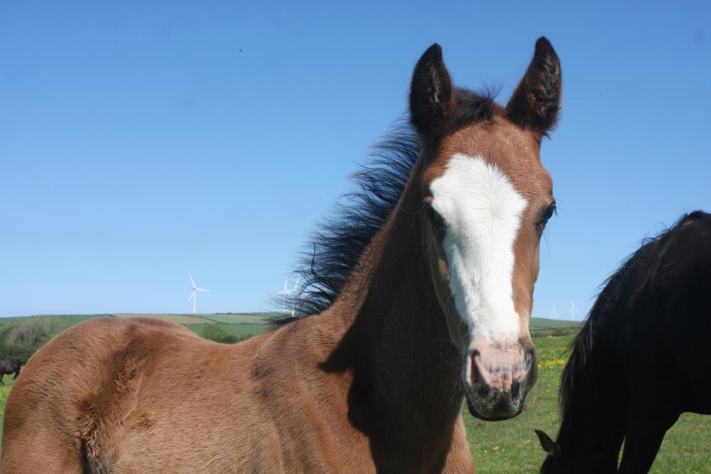 Foal by Tiger Balou (Balou du Rouet x Cardento) x Watermill Swatch x Lucky Boy, Bay Colt