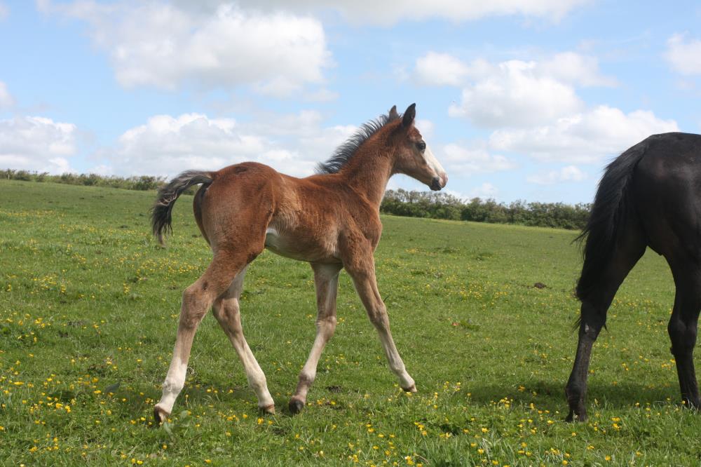 Foal by Tiger Balou (Balou du Rouet x Cardento) x Watermill Swatch x Lucky Boy, Bay Colt