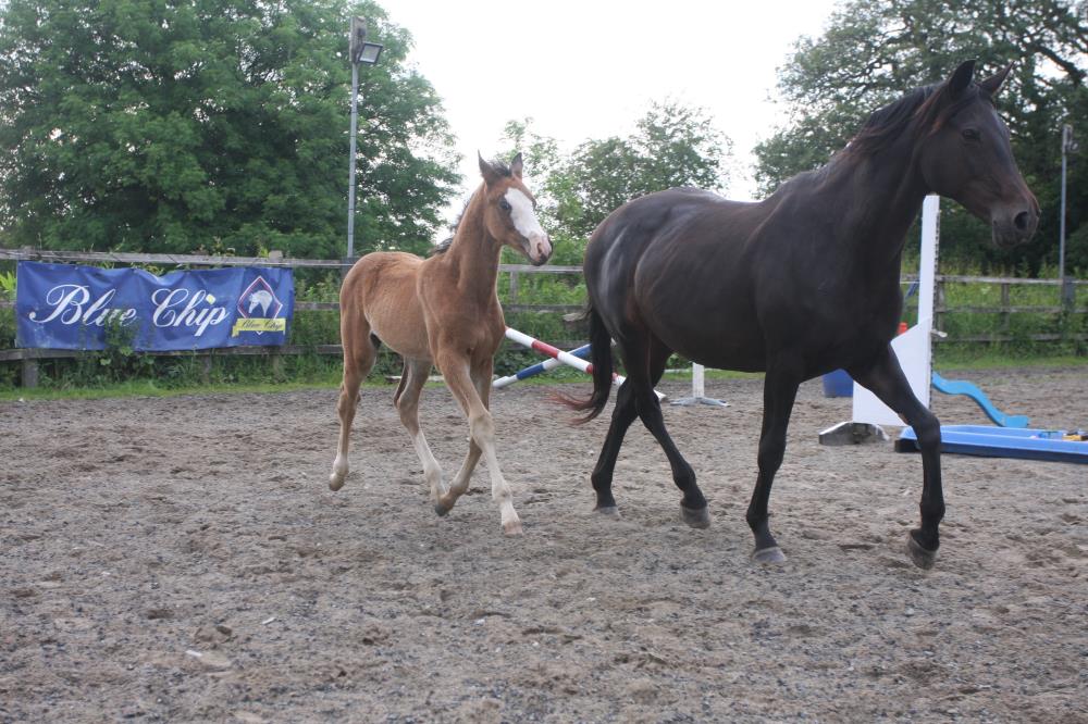 Foal by Tiger Balou (Balou du Rouet x Cardento) x Watermill Swatch x Lucky Boy, Bay Colt