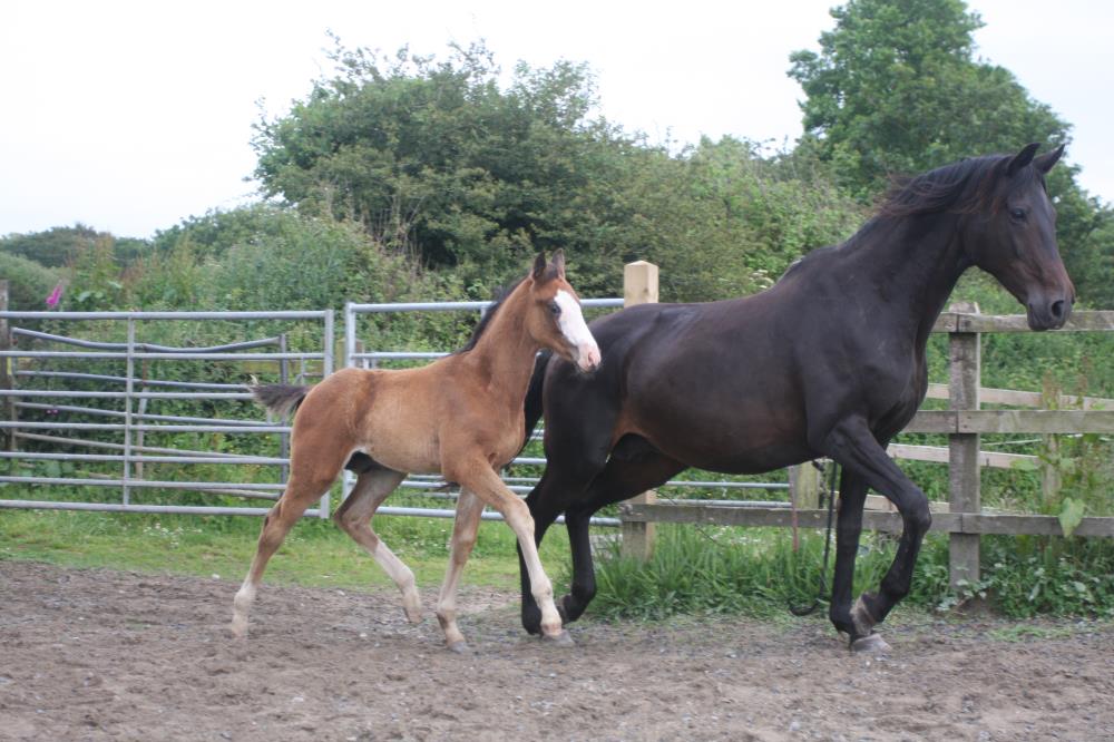 Foal by Tiger Balou (Balou du Rouet x Cardento) x Watermill Swatch x Lucky Boy, Bay Colt