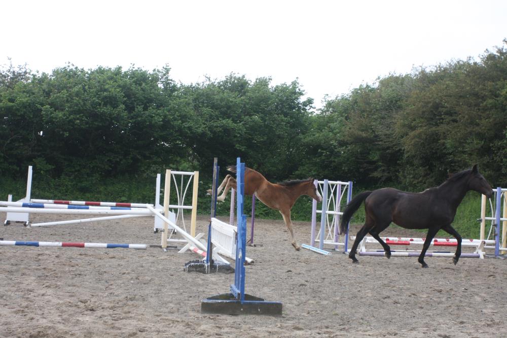 Foal by Tiger Balou (Balou du Rouet x Cardento) x Watermill Swatch x Lucky Boy, Bay Colt