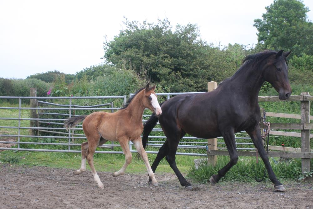 Foal by Tiger Balou (Balou du Rouet x Cardento) x Watermill Swatch x Lucky Boy, Bay Colt