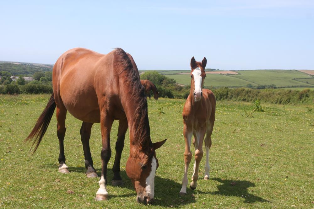 Filly by Helios B (Eldorado Van De Zeshoek x Verdi) x Hemmingway x Animo