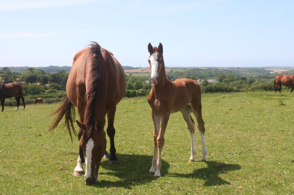 Filly by Helios B (Eldorado Van De Zeshoek x Verdi) x Hemmingway x Animo