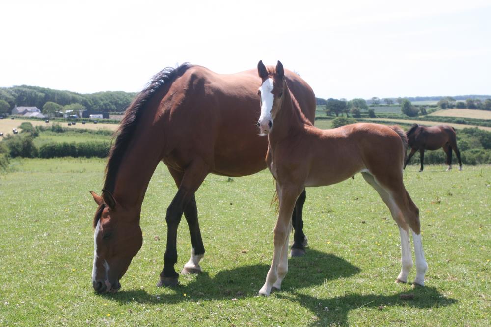 Filly by Helios B (Eldorado Van De Zeshoek x Verdi) x Hemmingway x Animo