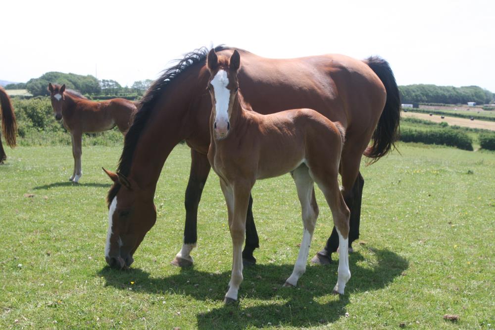 Filly by Helios B (Eldorado Van De Zeshoek x Verdi) x Hemmingway x Animo