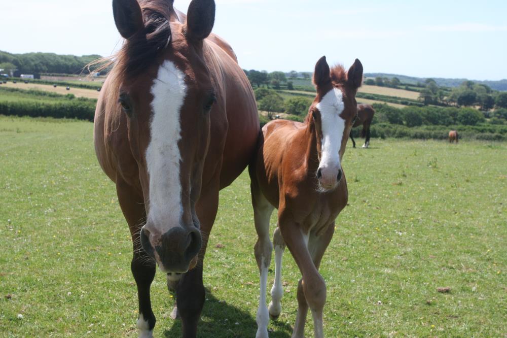 Filly by Helios B (Eldorado Van De Zeshoek x Verdi) x Hemmingway x Animo