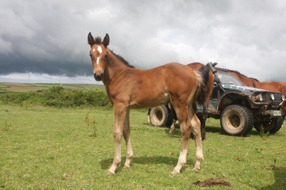 Stunning Filly by Tiger Balou (Balou du Rouet x Cardento) x Vittorio x Calando x Ramiro