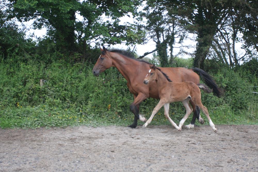 Stunning Filly by Tiger Balou (Balou du Rouet x Cardento) x Vittorio x Calando x Ramiro