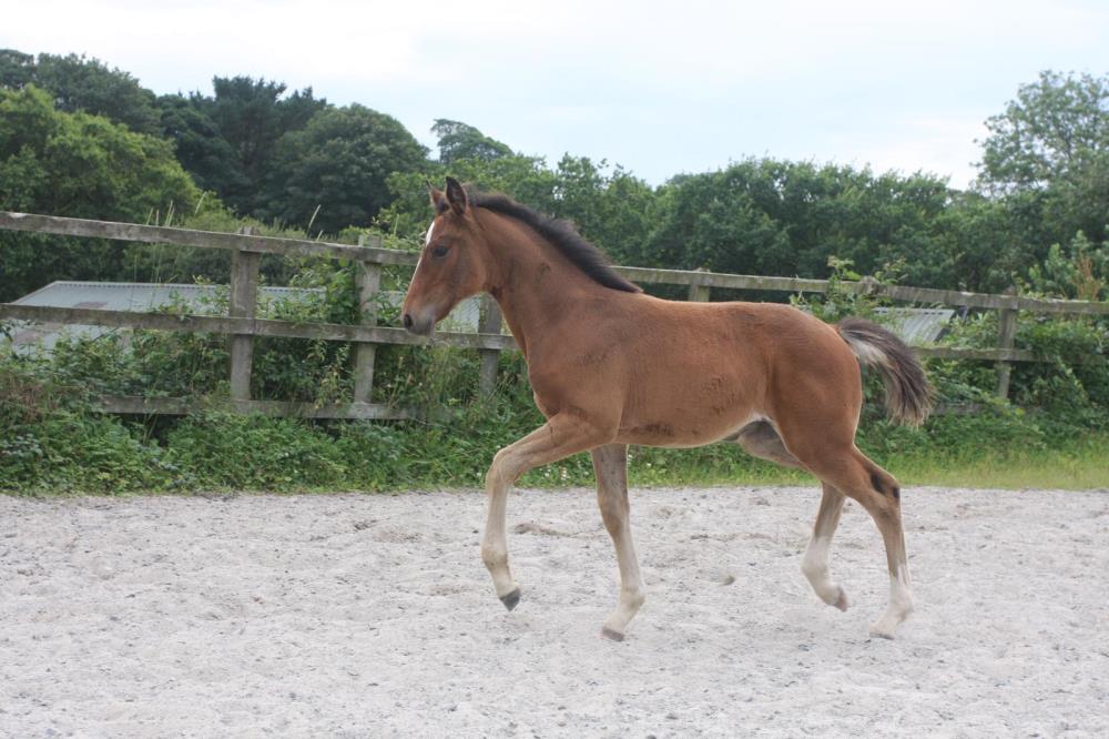 Stunning Filly by Tiger Balou (Balou du Rouet x Cardento) x Vittorio x Calando x Ramiro