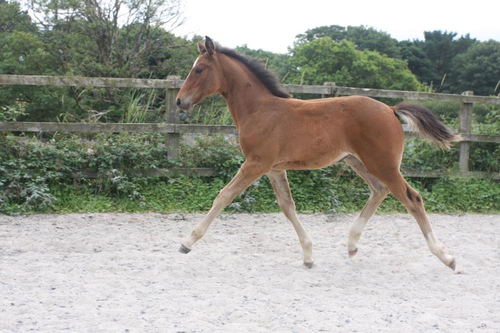 Stunning Filly by Tiger Balou (Balou du Rouet x Cardento) x Vittorio x Calando x Ramiro